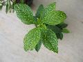Variegated Forsythia / Forsythia x intermedia 